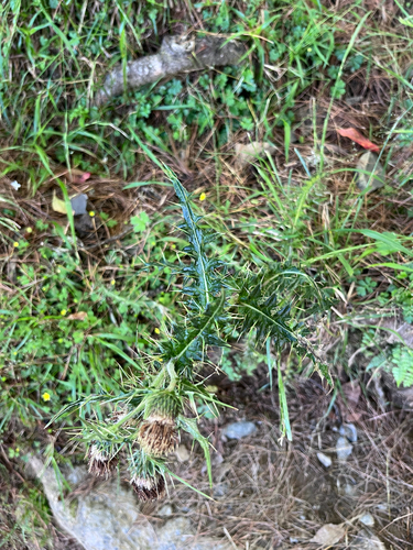 Cirsium arisanense, photograph 2