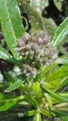 Eriodictyon trichocalyx lanatum