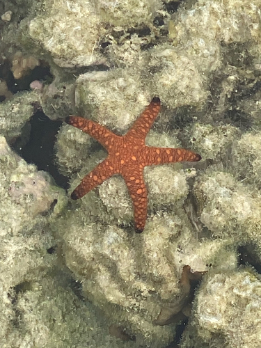 Indian Sea Star