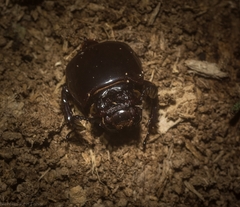 Mastachilus australasicus