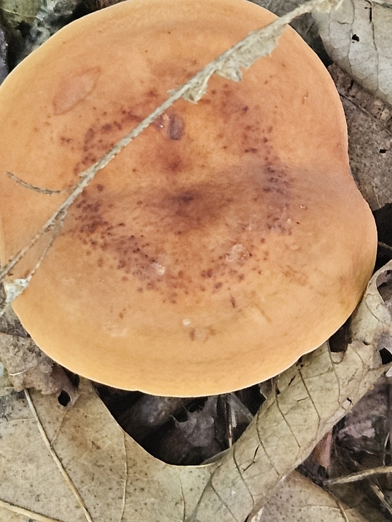 Weeping Milk Cap · July 2026 · photo: Photo: no rights reserved · iNaturalist
