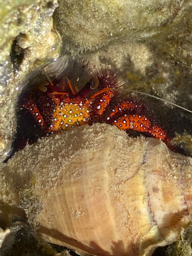 White-spotted Hermit Crab