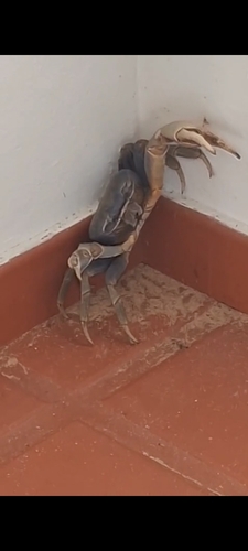 Blue Land Crab