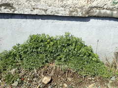 Artemisia vulgaris kamtschatica