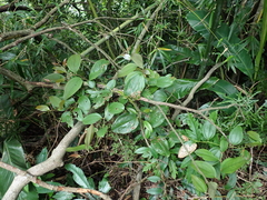 Smilax bracteata