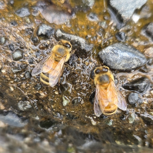 Image of Apis mellifera by no rights reserved