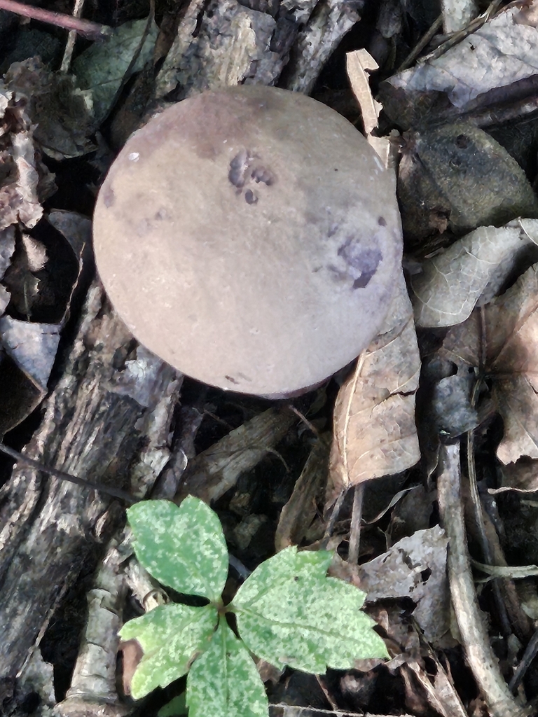 Violet Gray Bolete · July 2026 · photo: Photo: no rights reserved · iNaturalist