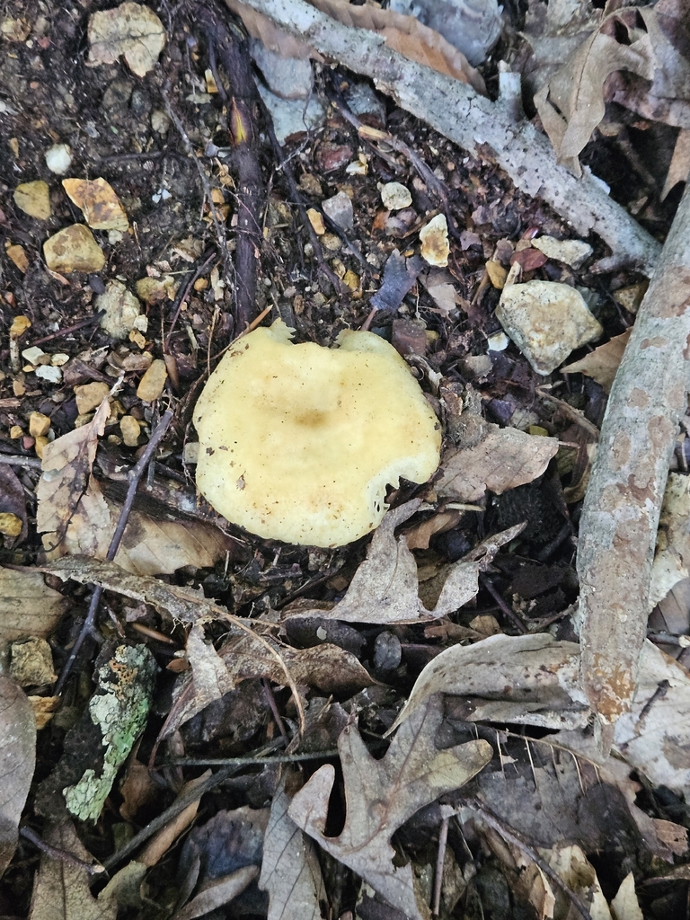 Russula earlei · July 2026 · photo: Photo: no rights reserved · iNaturalist