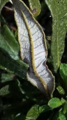 Eriodictyon trichocalyx lanatum