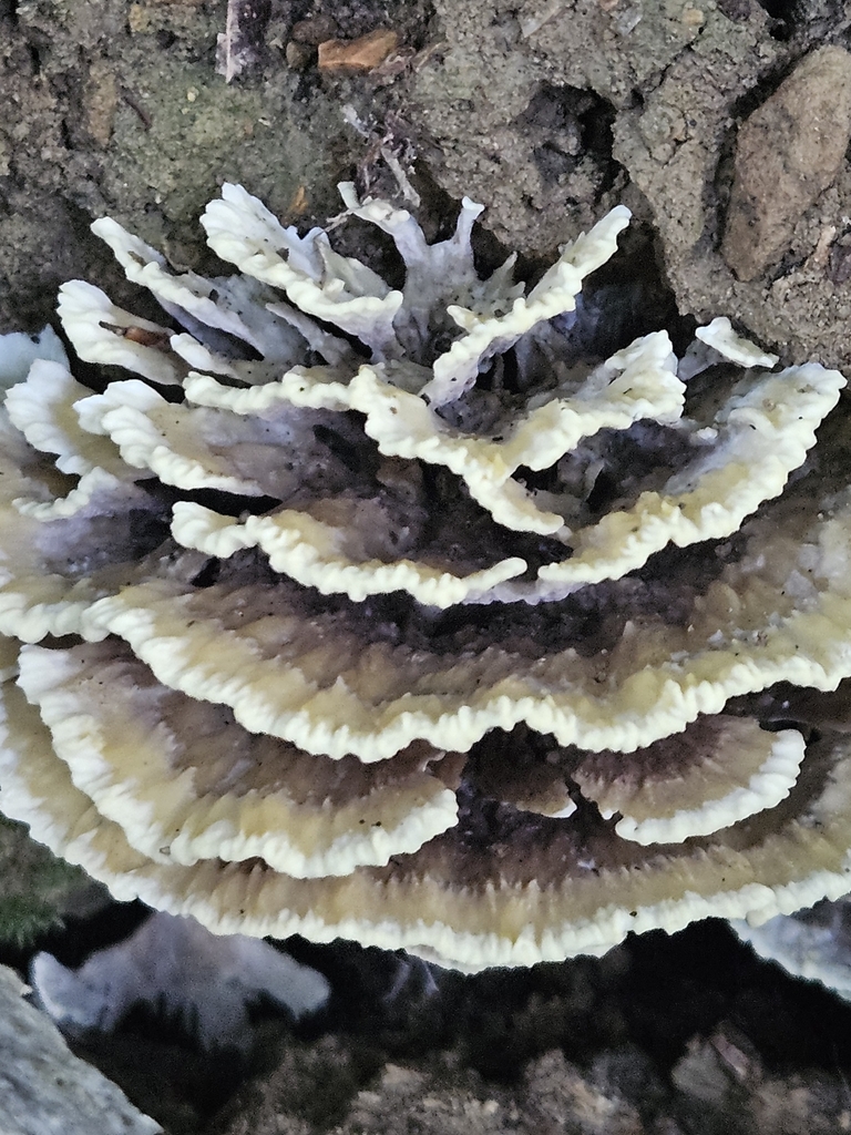 Thelephora vialis · July 2026 · photo: Photo: no rights reserved · iNaturalist