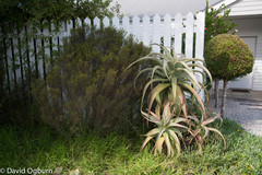 Aloe ferox