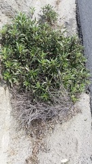 Eriodictyon trichocalyx lanatum