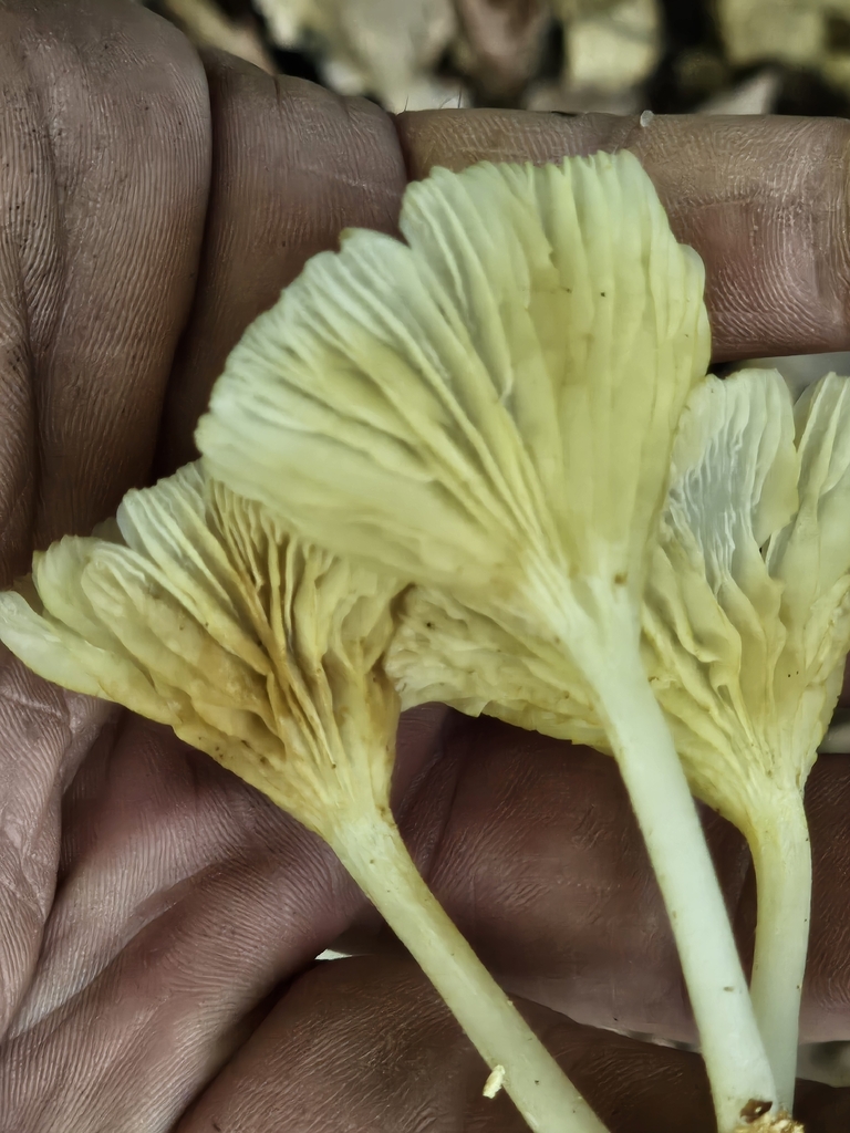 golden-gilled gerronema · July 2026 · photo: Photo: no rights reserved · iNaturalist
