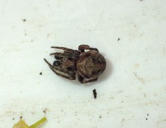 Araneus sturmi