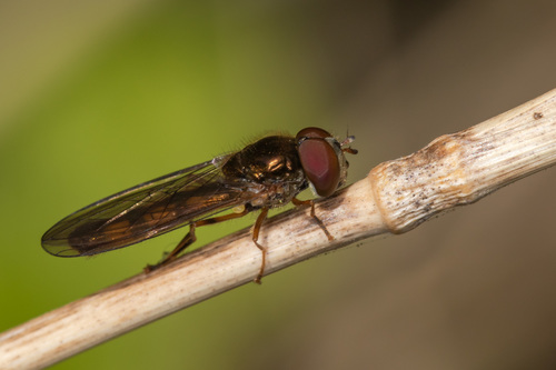 Ladder-backed Hover Fly