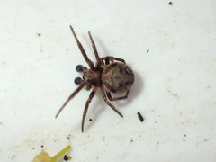 Araneus sturmi