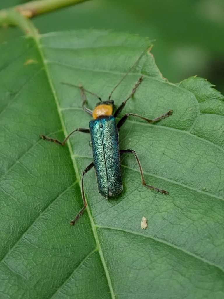 Lycocerus fainanus