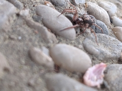 Liocranum rupicola