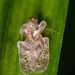 Chrysanthemum Lace Bug - Photo (c) Tracey Fandre, some rights reserved (CC BY-NC-ND), uploaded by Tracey Fandre