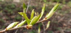 Prunus padus
