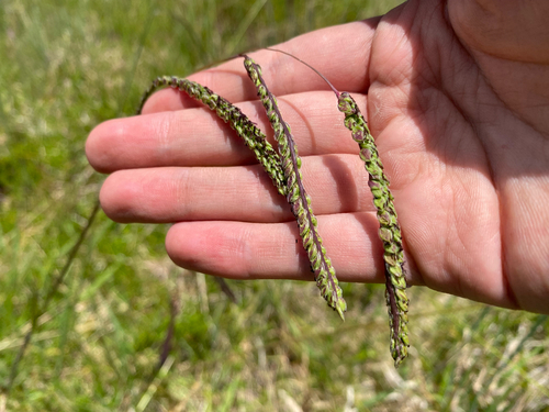 Paspalum dilatatum observed 2026-07-10
