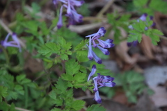 Corydalis incisa