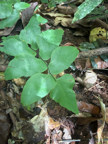 Adiantum petiolatum observed 2026-06-23
