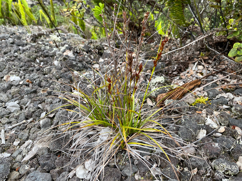 Morelotia gahniiformis, 2026-07-10