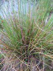 Juncus inflexus