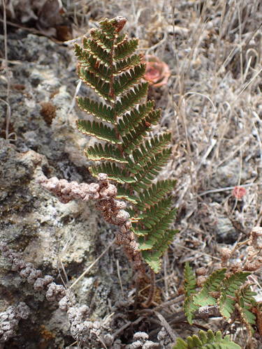 Paragymnopteris marantae image