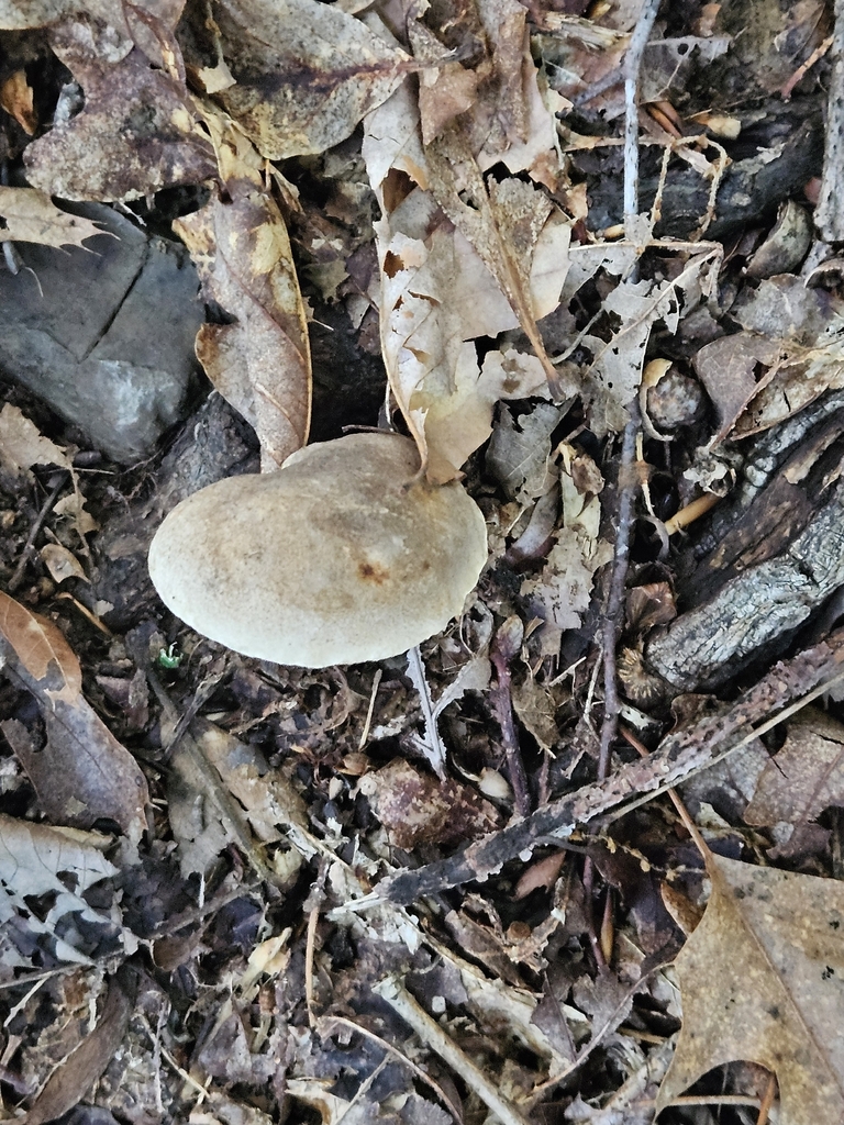 Grey Bolete