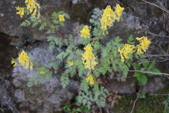 Corydalis speciosa