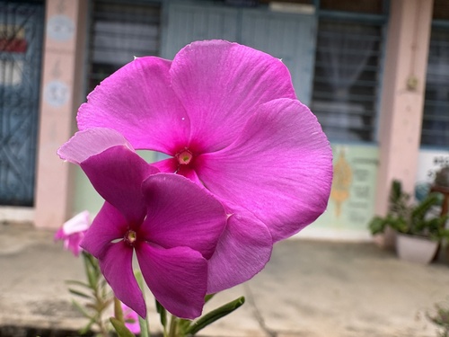 Madagascar Periwinkle