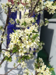 Prunus salicina