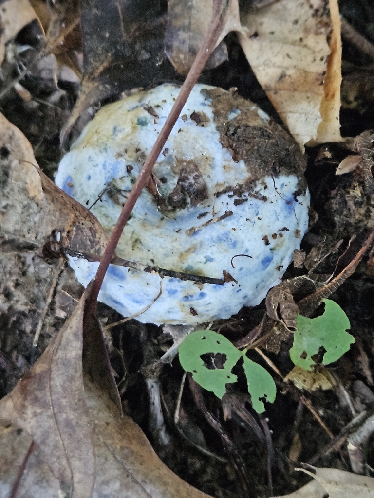indigo milk cap · July 2026 · photo: Photo: no rights reserved · iNaturalist