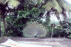 Pavo cristatus