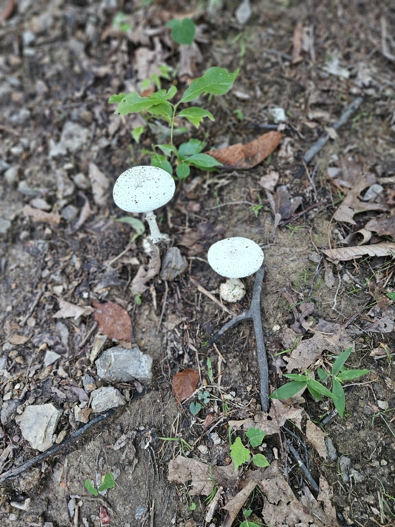 American Abrupt-bulbed Lepidella · July 2026 · photo: Photo: no rights reserved · iNaturalist