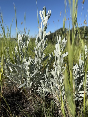 Silver Sagebrush