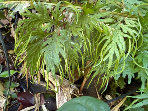 Selaginella plana observed 2026-06-23