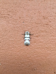 Diaphone mossambicensis