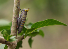 Thericles obtusifrons