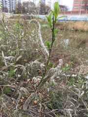 Salix