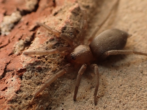 Mouse spider
