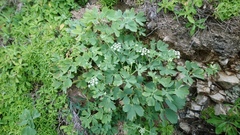 Peucedanum japonicum