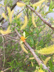 Salix pierotii