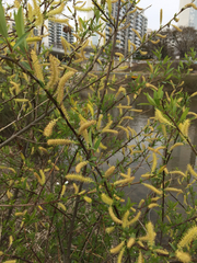 Salix pierotii