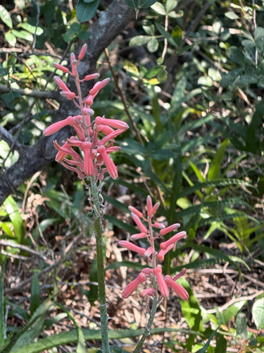 Aloe parvibracteata, photograph 2