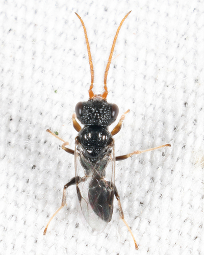 Deinodryinus observed 2026-07-10