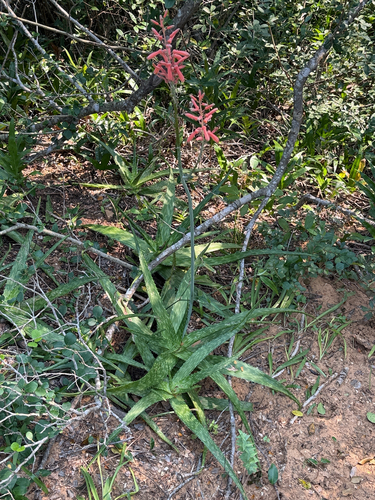 Aloe parvibracteata