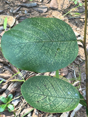 Annona senegalensis, photograph (c) alanbedfordshaw, some rights reserved (CC BY-SA)